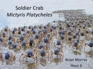 Soldier Crab Mictyris Platycheles