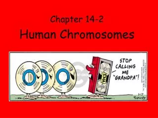 Chapter 14-2 Human Chromosomes