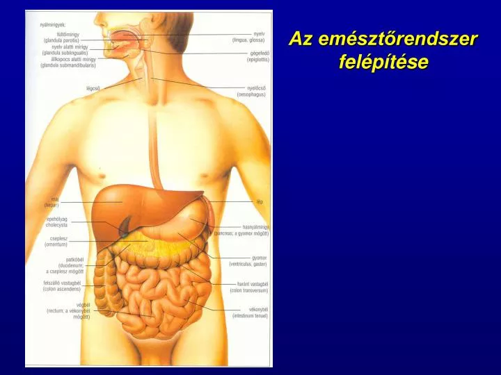 az em szt rendszer fel p t se