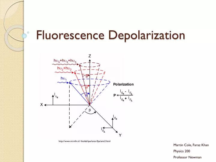 fluorescence depolarization