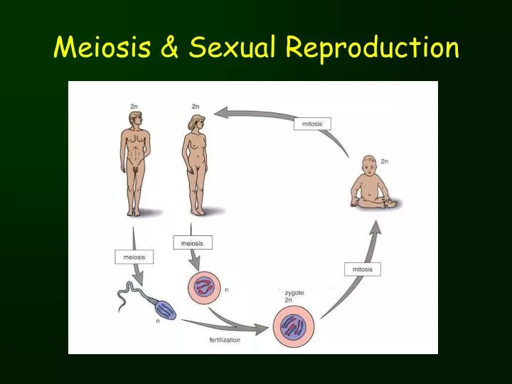 meiosis sexual reproduction