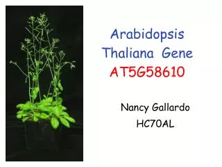 Arabidopsis Thaliana Gene AT5G58610