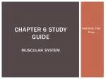 CHAPTER 6 STUDY GUIDE MUSCULAR SYSTEM - slide 1