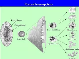 Normal haemopoiesis