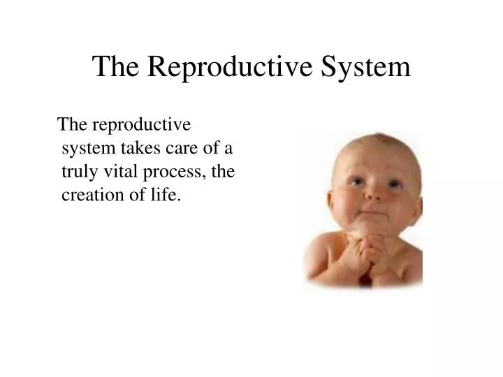 the reproductive system