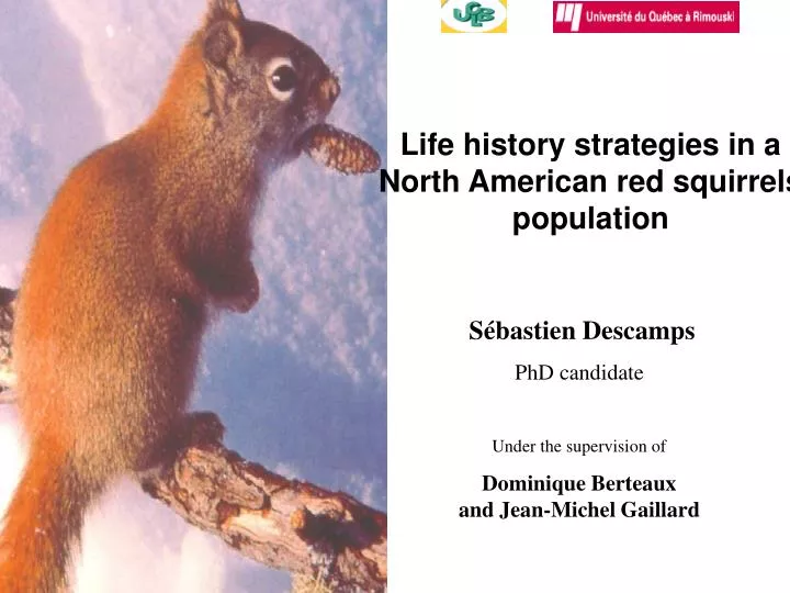 life history strategies in a north american red squirrels population