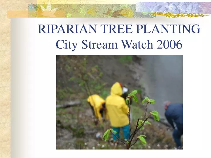 riparian tree planting city stream watch 2006