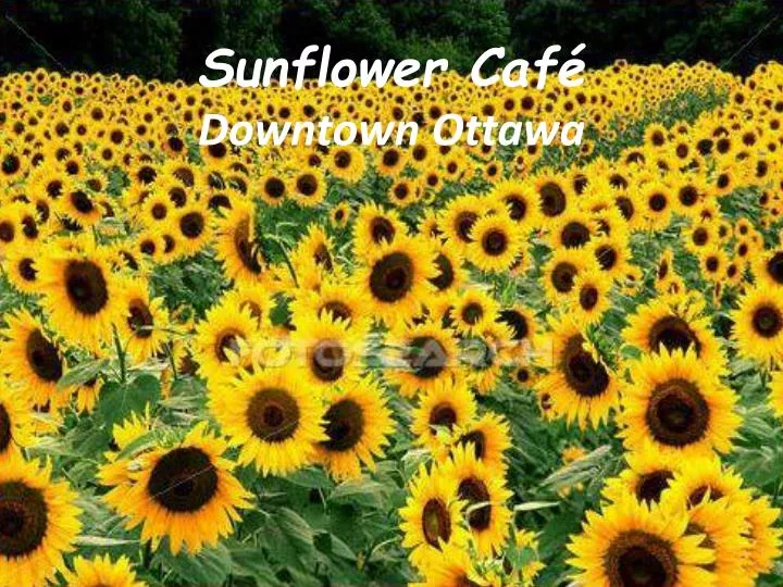 sunflower caf downtown ottawa