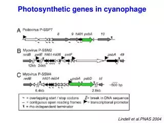 Photosynthetic genes in cyanophage