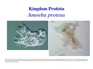 Kingdom Protista Amoeba proteus