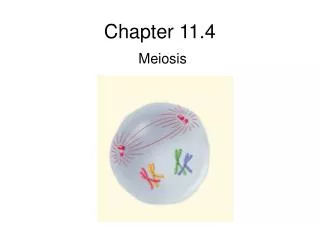 chapter 11 4