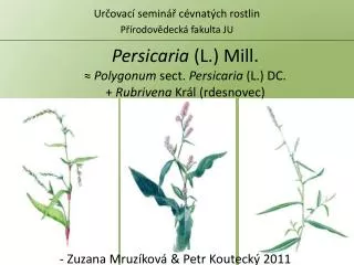 Persicaria (L.) Mill. ≈ Polygonum sect. Persicaria (L.) DC. + Rubrivena Král (rdesnovec)