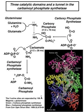 Glutaminase