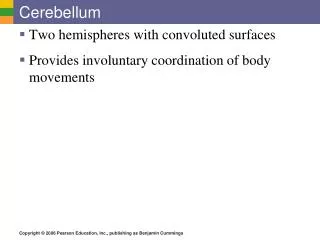 cerebellum