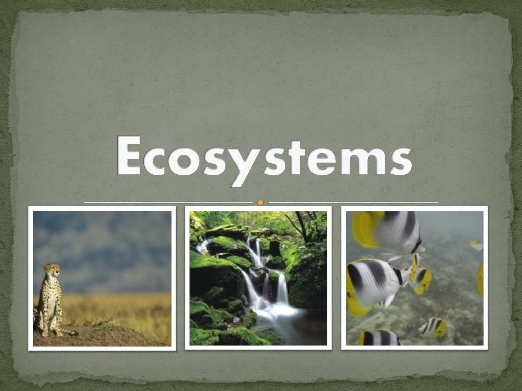 PPT - Ecosystems PowerPoint Presentation, free download - ID:5854632