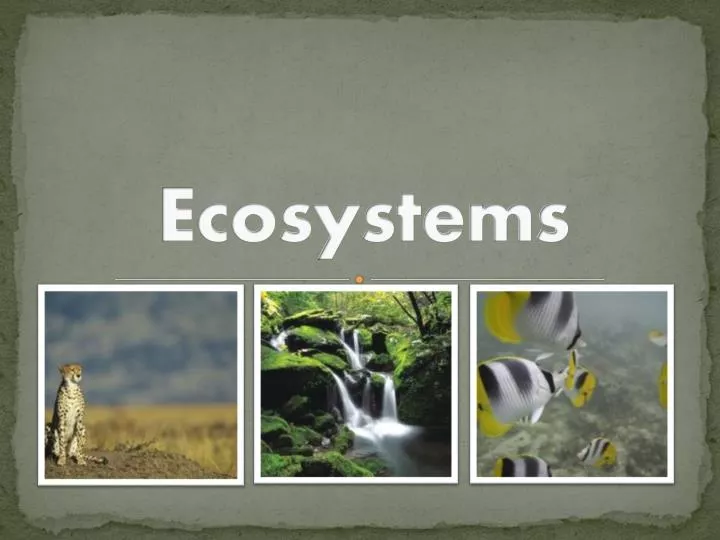 PPT - Ecosystems PowerPoint Presentation, Free Download - ID:5854632