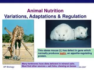 Animal Nutrition Variations, Adaptations &amp; Regulation