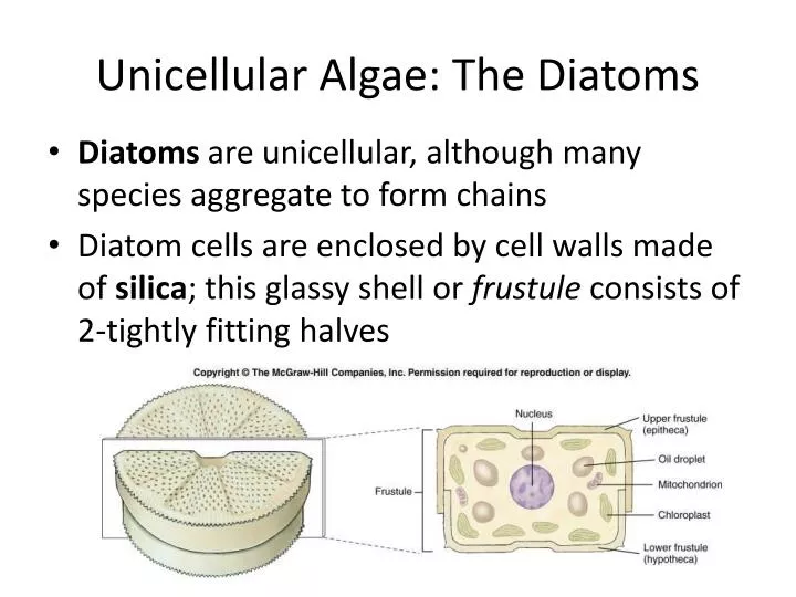 unicellular algae the diatoms