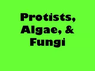 Protists , Algae, &amp; Fungi