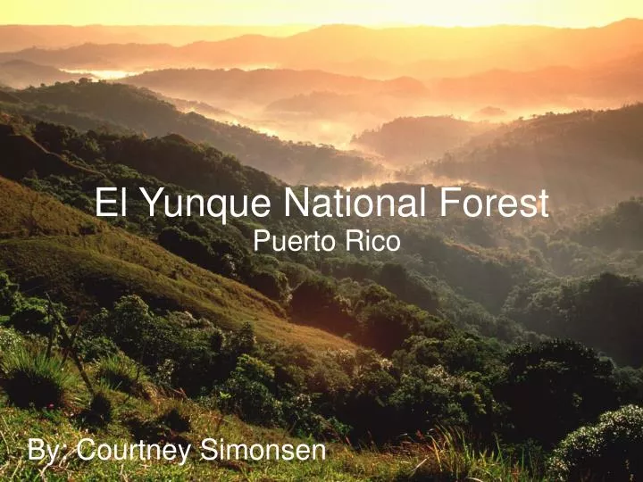 el yunque national forest