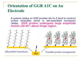 Orientation of GGR A1C on Au Electrode