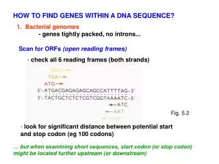 1. Bacterial genomes 	- genes tightly packed, no introns...
