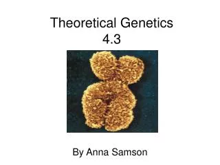 Theoretical Genetics 4.3