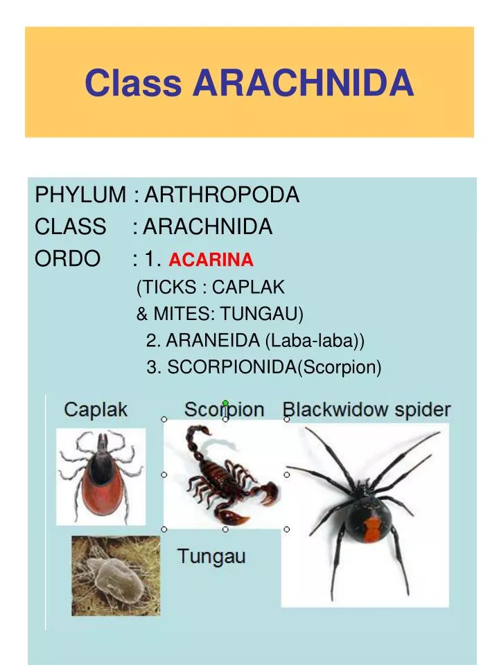 class arachnida