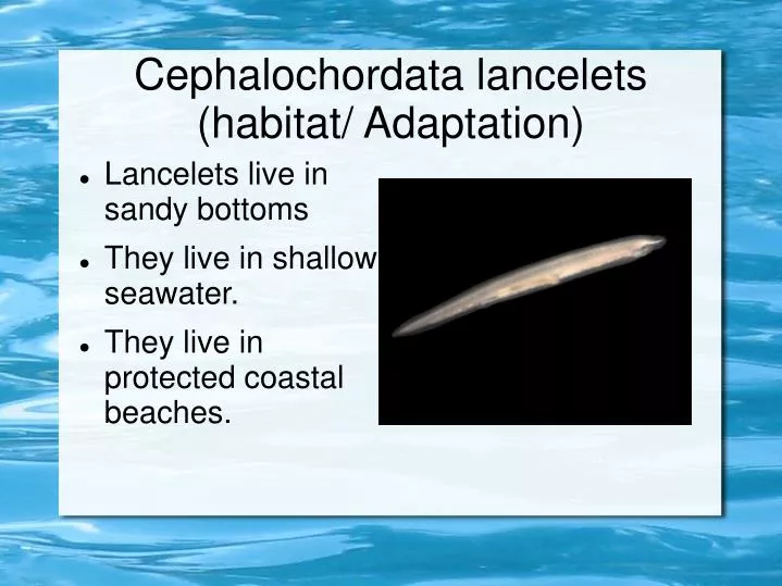 cephalochordata lancelets habitat adaptation