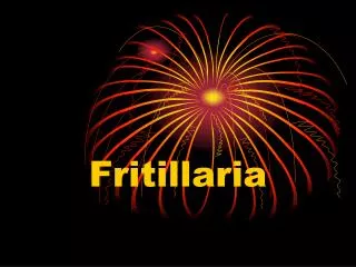 fritillaria