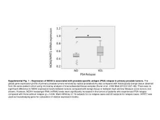 NOX4/HPRT1 mRNA expression