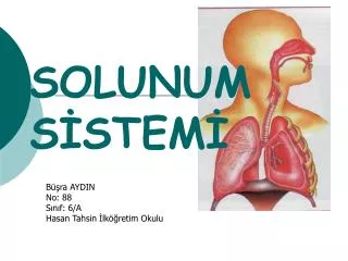 solunum s stem