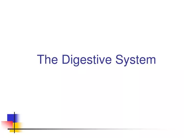 the digestive system