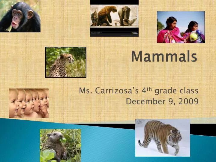 mammals