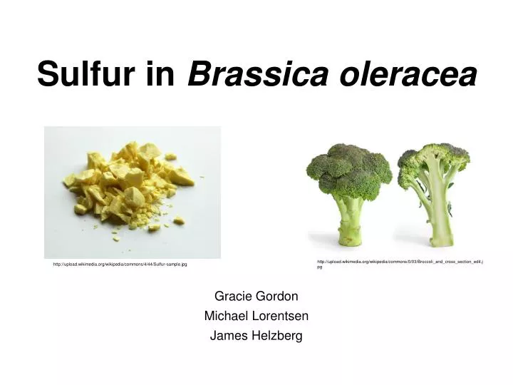 sulfur in brassica oleracea