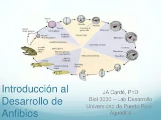 introducci n al desarrollo de anfibios