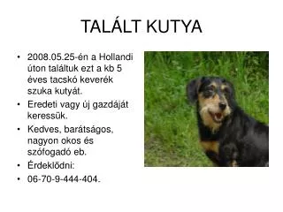 tal lt kutya