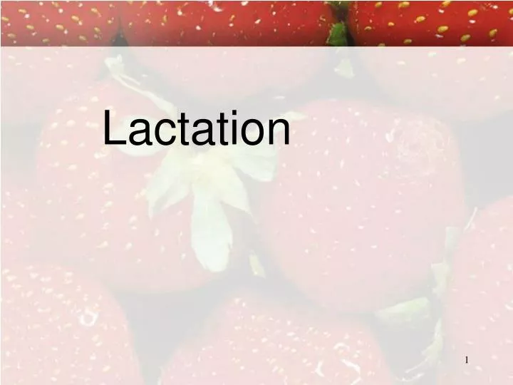 lactation