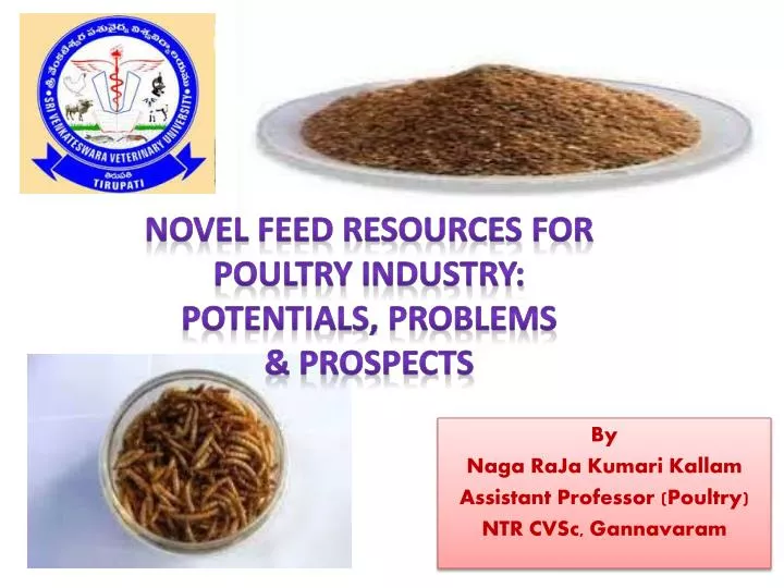 by naga raja kumari kallam assistant professor poultry ntr cvsc gannavaram