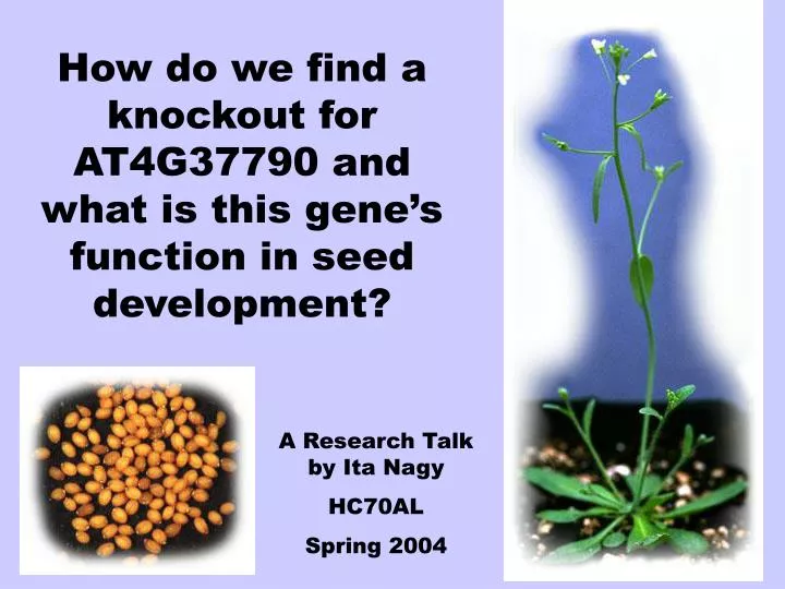 how do we find a knockout for at4g37790 and what is this gene s function in seed development