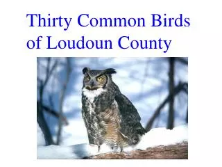 Thirty Common Birds of Loudoun County
