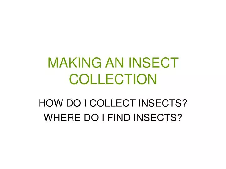 making an insect collection