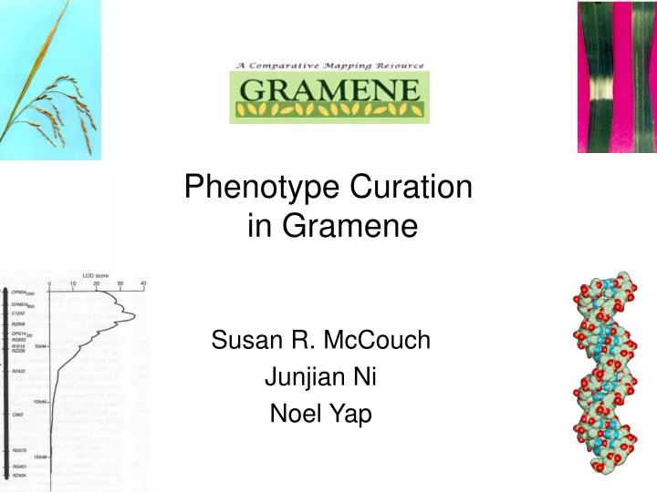 phenotype curation in gramene