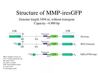 Structure of MMP-iresGFP