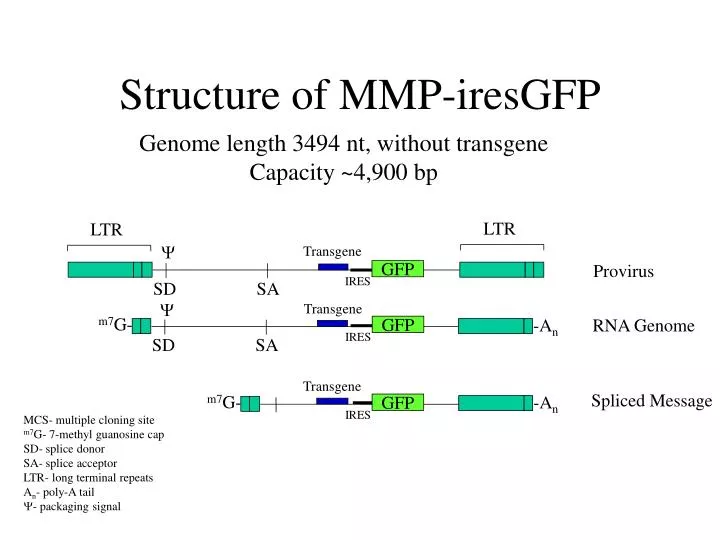 structure of mmp iresgfp