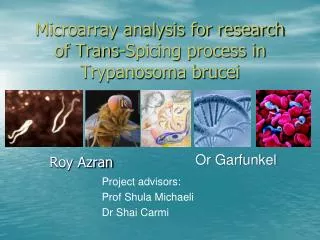 Microarray analysis for research of Trans-Spicing process in Trypanosoma brucei