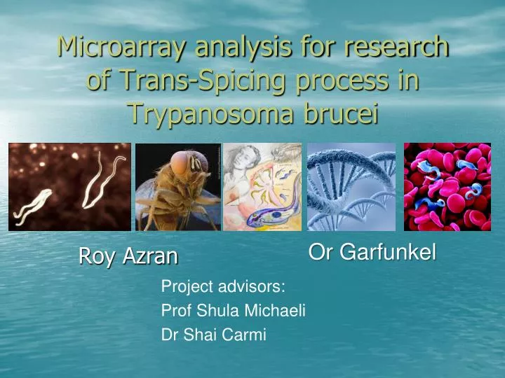 microarray analysis for research of trans spicing process in trypanosoma brucei