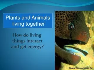 How do living things interact and get energy?
