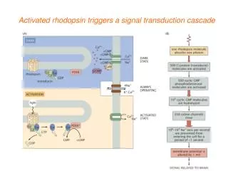 Activated rhodopsin triggers a signal transduction cascade