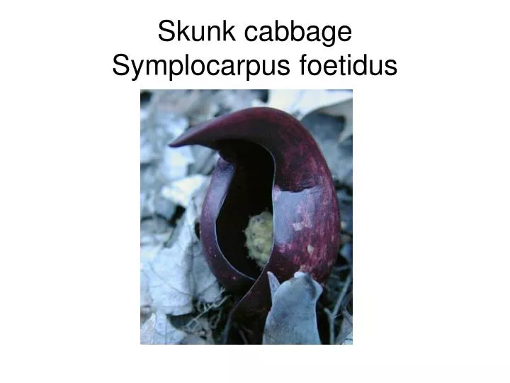 skunk cabbage symplocarpus foetidus